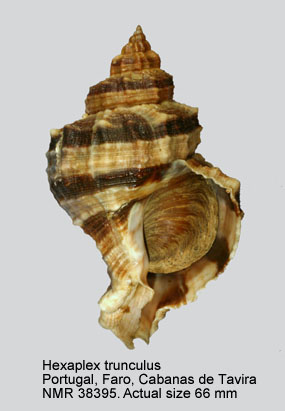 Hexaplex trunculus (8).jpg - Hexaplex trunculus (Linnaeus,1758)